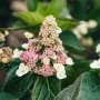 Aedhortensia Living Infinity